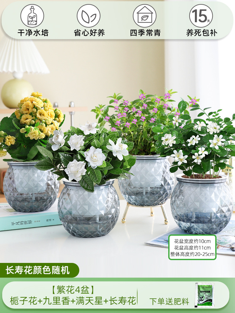 [꽃 4화분] 치자나무 + 구리향 + 아기숨결 + 칼라비나