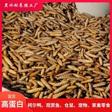 微波黑水虻干虫柯尔鸭粮食蜜袋鼯零食观赏鱼饲料守宫鬃狮食物