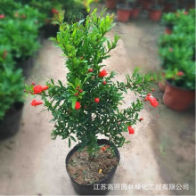 观赏室内盆景花石榴树苗植物室外庭院阳台绿植花卉石榴花盆栽