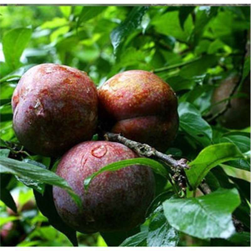 Cross-border prune seeds plum seeds fruit seeds