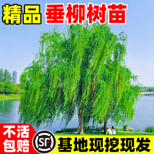 ���������z���������S����ֱ���ϱ����NֲͥԺ�G������L������