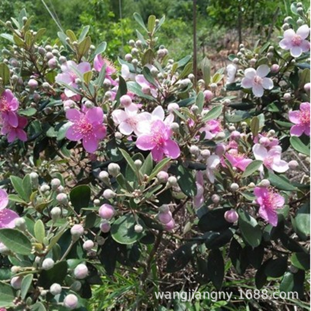 桃金娘苗 捻子树苗 山棯树苗 盆栽乌稔子果苗菍子苗 当年结果南方