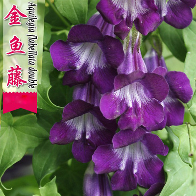 金鱼藤花种子庭院阳台盆栽花籽爬藤植物种籽四季攀爬易种易活花卉|ms