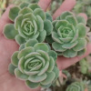 Uneno succulent plant beheading seedlings, succulent seedlings, root -free base wholesale [Samarti gardening]