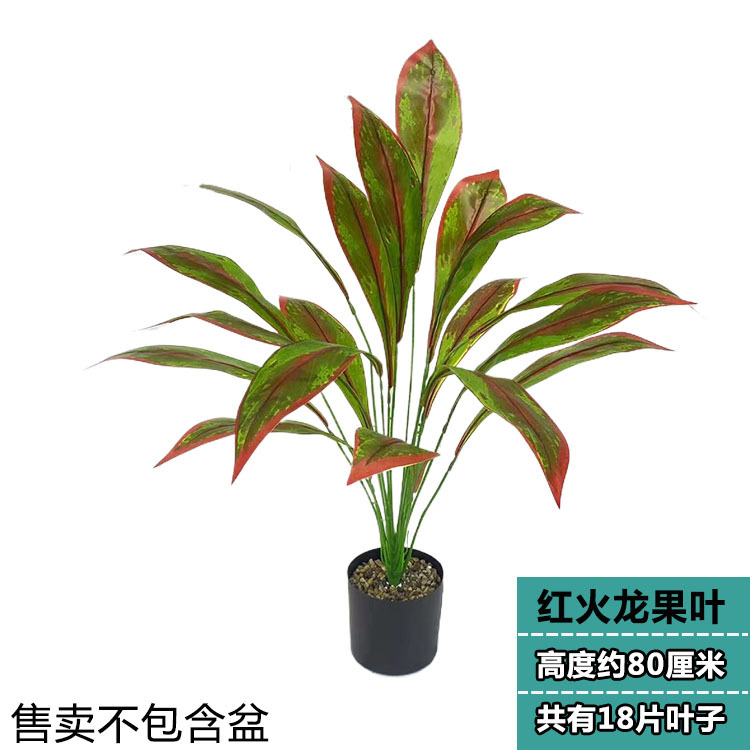 火竜の葉 18枚