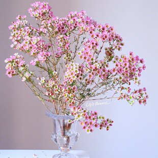 Sf Selected A-Grade Australian Flat-Head Pink Wintersweet New Year's Eve Flowers Home Hydroponic Flowers Yunnan Base Straight Hair