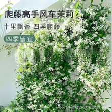 ���羳��؛�����򻨷N���͟��^�p�����ͷN���׻��׷N�ɷN�̨����