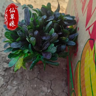 ��ǲ��҃��̨�ͺ����������ͥԺ�޸����Ի����ļ������r��