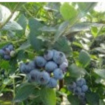 Blueberry Seedlings, Blueberry Seedlings, Fruit Tree Seedlings, Complete Varieties, Large Planting Discounts in the North and South Blueberry Seedlings, Blueberry Seedlings, Fruit Tree Seedlings, Complete Varieties, Large Planting Discounts in the North and South
