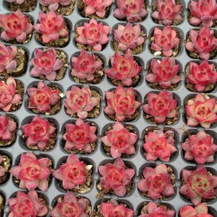 Red Roka Plug Seedlings 2-3cm Real Shot Ebony Series Ebony Ebony Juice