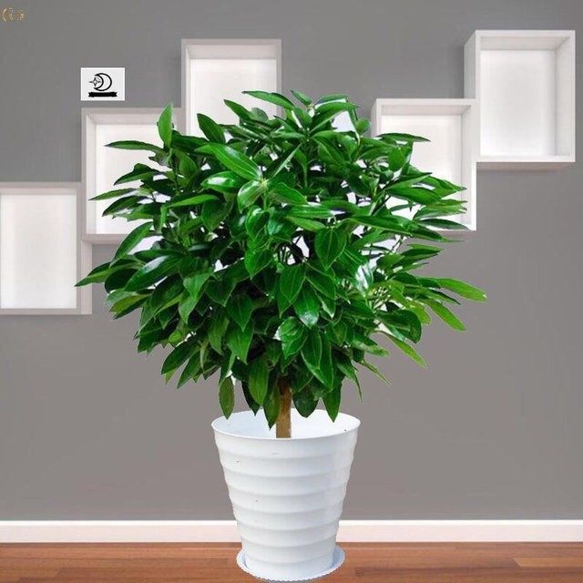 平安树盆栽大型绿植室内客厅植物四季常青吸甲醛净化空气办公室