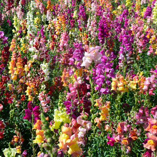 Snapdragon Seeds Autumn Sowing Faucet Flower Perennial Cold-Resistant Florals All Year Round Sowing Indoor and Outdoor Balcony Potted Flower Seeds