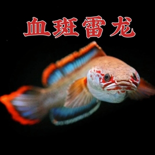 血斑雷龙1型 血一雷龙 血斑二型 梦幻冰火雷龙发色漂亮凶猛小型鱼-阿里巴巴