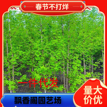 一件代发绿化苗金叶银杏树苗白果活苗庭院别墅绿化苗木行道树银杏