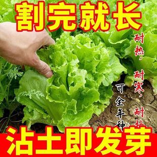 Sweet and Crispy Italian Lettuce Seeds, Crispy, Tender and Refreshing Raw Lettuce Seeds, Potted Field Farm Vegetable Seeds