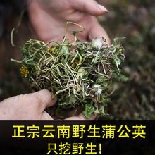 蒲公英整根500g婆婆丁根云南特产深山黄花地丁根中药材蒲公英叶茶