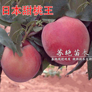 �����ش��� �ձ��������Ҙ��� �޽�ʢ���������������Ϸ������Nֲ