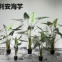 仿真各种室内外盆栽绿植