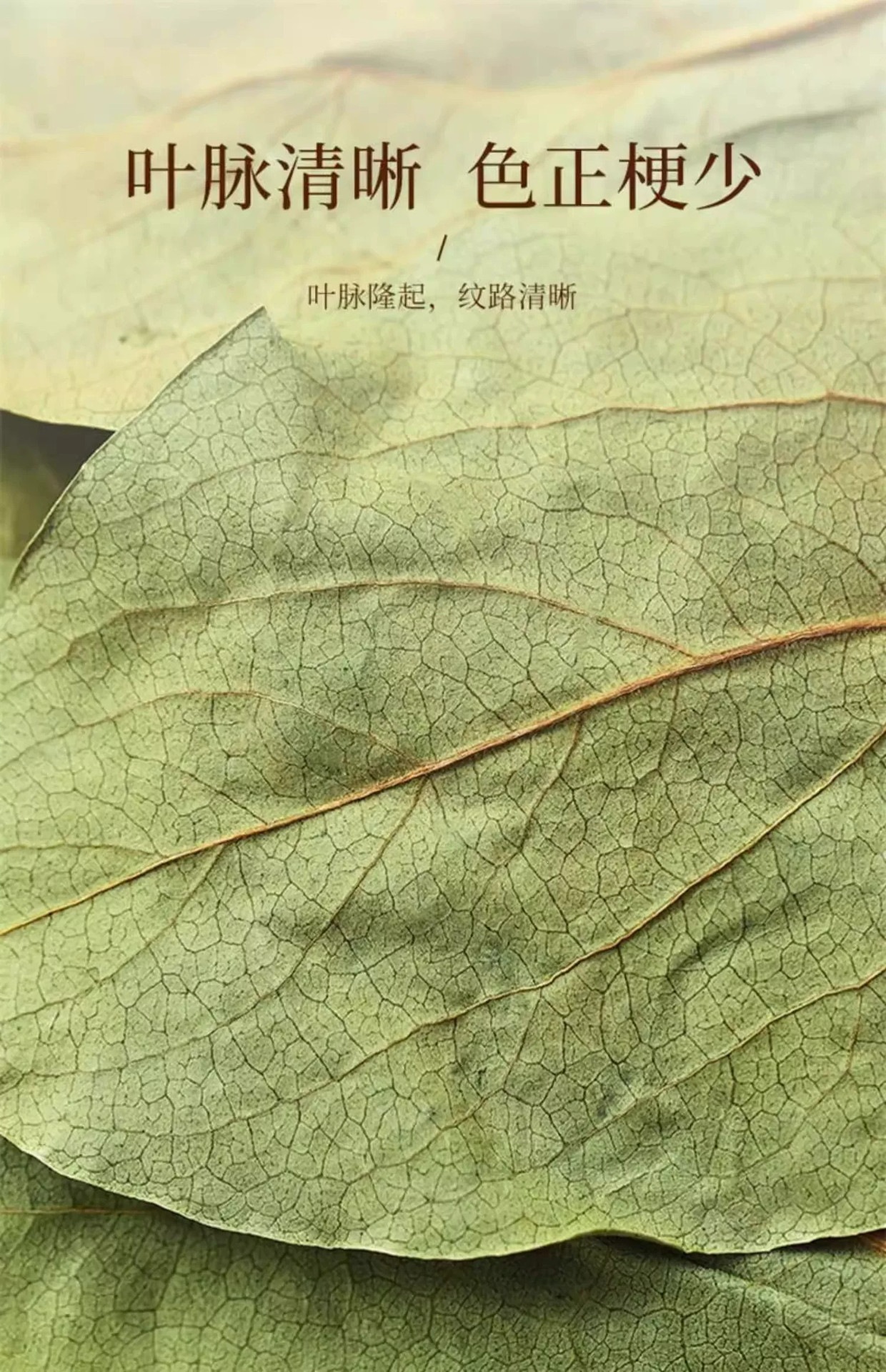 Wild Persimmon Leaf Tea Shi Ye 柿叶 Dried Herbal Tea Leaves 1600g Canister Frost Harvested Loose Bulk quality and texture