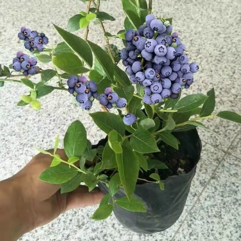 Саженцы черничного дерева в горшках, большие южные и северные посадки, бонсай с фруктами черники О'Нилла с почвенными саженцами, зелеными растениями