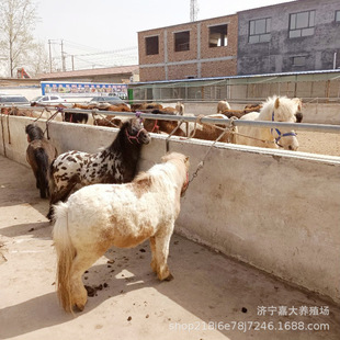 �T���R���w �±����R �����R�����u�ľ��^�^�p�O���m���R���U�r��