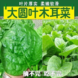 ���~ľ���˷N����������A�~�����˴����＾�ļ��̨�����߲���