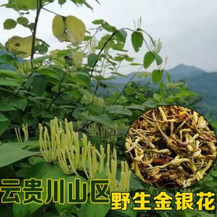 Ұ�����y��ɽ�y�����y������Fɽ�^��ɽ��Ұ���ɽ��y�����