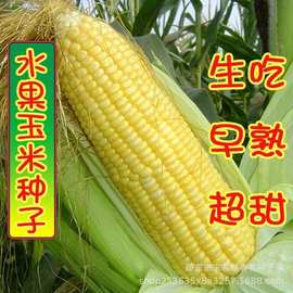 水果玉米玉米种子 品种春季大全新品甜糯大棒南方生吃