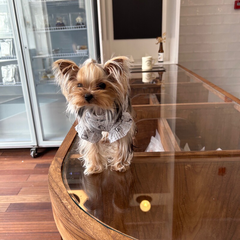 Spring and Autumn Cat Dog Clothes Sweater Teddy Bitter Bear Schanery Pet Autumn and Winter Cat Cat Sweater Trendy Cross-border