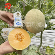 ؐ��W�y���ܹ���ϷN�� ��Ƥ�t����۹ϷN�� ��������÷N