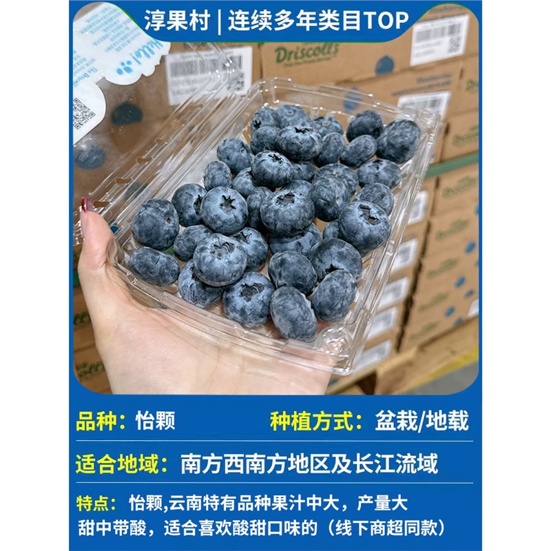 초보자 시험재배 [꽃이 있는 큰 모종과 화분이 좋음] Yikeberry Blue (블루베리 천장나무)
