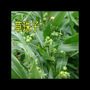 Bulk Grass Beads Seeds Wild Coix Grass Bodhi Coix Beads Door Curtain Buddha Beads Loose Beads Bracelet
