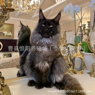 С؈���w����؈��؈���׮�ͫ����؈�y���߻��w���̼t����؈�����