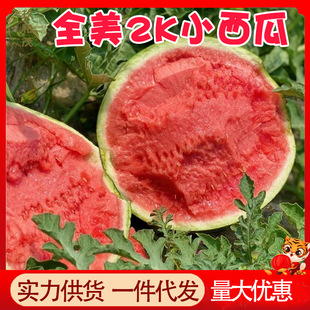 手撕西瓜批发_1688夏季解暑水果源头直供