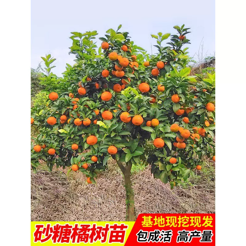 无籽沙糖橘苗橘子树砂糖橘树苗盆栽地栽桔子树苗南方果树橘子苗树