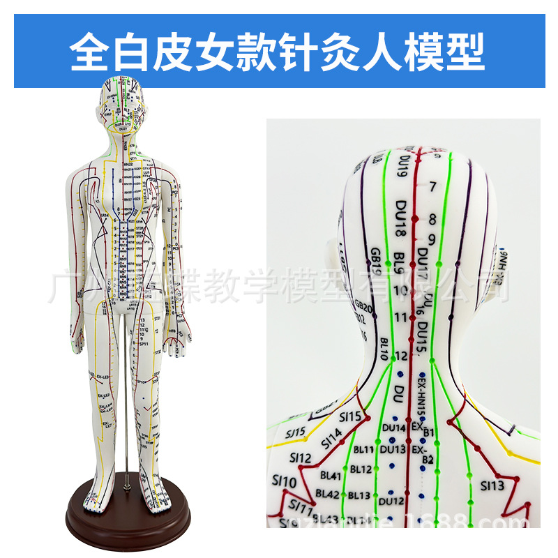 �羳�� Ӣ�Ĵ��� 52CM���Ѩλ����ģ��ͼ������������ϰȫ������