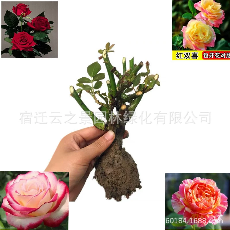 Оптовая продажа розовых саженцев розы старые саженцы розы большие саженцы