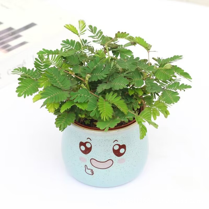 含羞草小盆栽 花卉室内阳台植物 客厅办公卧室绿植好养活四季绿植