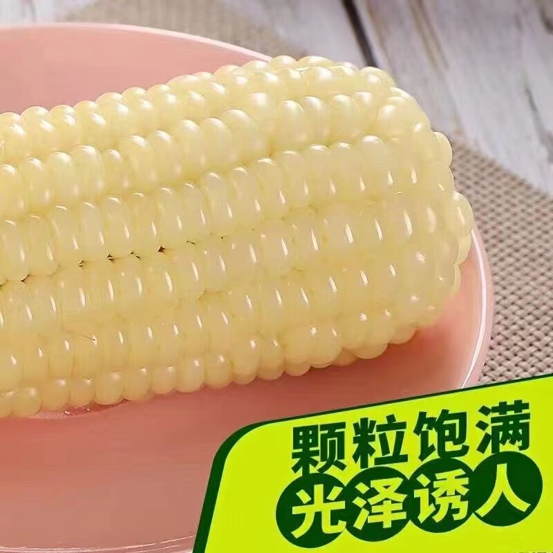 東北産新鮮な白もちとうもろこし、非遺伝子組み換えもちとうもろこし、低脂肪食代替品、全粒粉もちとうもろこし、冷凍保存|undefined