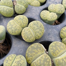 绿紫熏双头大母本批发多肉植物lithops