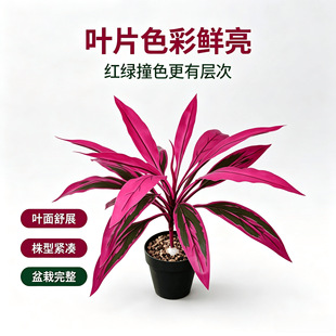 ���R�d�������ľ��Ѫ��پGֲ�콶ֲ���҃��쾰�[�����P��ˇ�b�