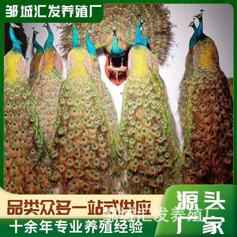 Декоративные украшения, настоящие пернатые образцы животных, экземпляры павлина, украшенные очень красиво