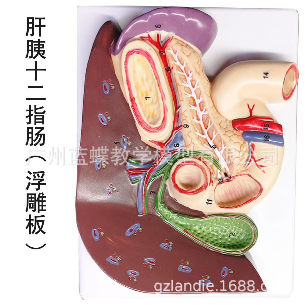 �ε���ʮ��ָ��θ�ṹģ�� ������ҽѧ ����ʮ��ָ��ģ��