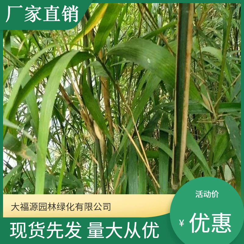 [Оптовая база] большое количество льготных Ву для кормления курицы, бамбука, саженцев, живописного ландшафта, проекта дорожного сада