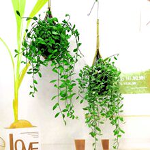 泰國植物 泰國植物批發 促銷價格 產地貨源 阿里巴巴