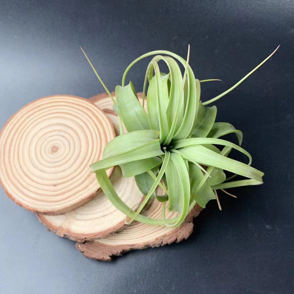 База Прямые волосы Воздух Ананас Тропический лес Эрик Кноблок