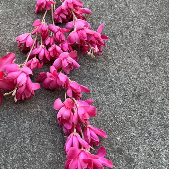 Rosa azul con ramas altas