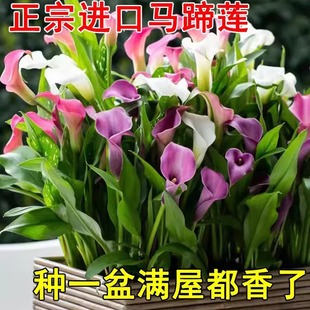 �M�ڲ�ɫ�R��ɏ�N�������ļ��_���҃��̨���B���܎���������ֲ��