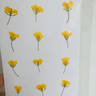 Rape Flower Dried Flower Baffled Flower True Flower Specimen Handmade DIY Dropping Glue Jewelry Nail Art Teaching Material Dried Flower Embossing