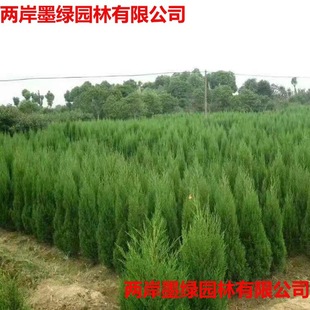 Pine Saplings, Platycladus Arborvitae, Chinese Cypress Pagoda Pine, Cypress, Christmas Tree, Cypress Saplings, Cypress Seedlings, Arborvitae Saplings, Arborvitae Saplings